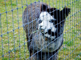 Smiling alpaca.jpg